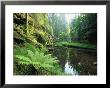 Woodland View With Ferns Along Stream by Norbert Rosing Limited Edition Print