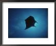 A Manta Ray Silhouetted By Sun Rays Filtered Through Water by Raul Touzon Limited Edition Print