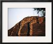 A Leopard, Panthera Pardus, Rests On A Large Tree Limb by Beverly Joubert Limited Edition Print