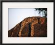 A Leopard, Panthera Pardus, Rests On A Large Tree Limb by Beverly Joubert Limited Edition Pricing Art Print