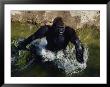 Lowland Gorilla by Bates Littlehales Limited Edition Print