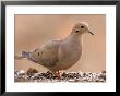 A Mourning Dove (Zenaida Macroura) In Lincoln, Nebraska by Joel Sartore Limited Edition Print