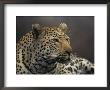 Close View Of A Leopard by Kim Wolhuter Limited Edition Pricing Art Print
