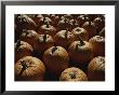 The Slant Of Twilight Falls Across A Cluster Of Pumpkins by Stephen St. John Limited Edition Print