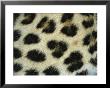 Close View Of Persian Leopard Fur Markings by Jason Edwards Limited Edition Print