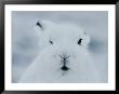 Close View Of The Face Of An Arctic Hare In Winter by Norbert Rosing Limited Edition Print