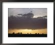 Grazing Cattle Silhouetted Against Sunrise Sky by James P. Blair Limited Edition Print