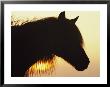 Wild Pony In Silhouette At Twilight by James L. Stanfield Limited Edition Pricing Art Print