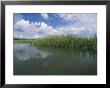 Clouds Fill The Sky Over A Marsh Of Aquatic Grasses by Heather Perry Limited Edition Pricing Art Print