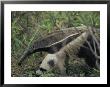 A Giant Anteater by Ed George Limited Edition Pricing Art Print