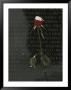 A Snow Dusted Rose Speaks Of Lasting Love At A War Memorial by Karen Kasmauski Limited Edition Print
