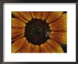 Close View Of A Bee On A Sunflower by Jason Edwards Limited Edition Print
