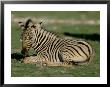 Foal Of Burchell's (Plains) Zebra (Equus Burchelli), Etosha National Park, Namibia, Africa by Steve & Ann Toon Limited Edition Print