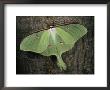 Close View Of A Luna Moth With Eyelike Markings On Its Wings by Stephen Sharnoff Limited Edition Print