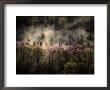 Misty View Of A Forested Hillside by Sam Abell Limited Edition Print