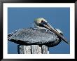 A Brown Pelican Resting On A Post by George Grall Limited Edition Print