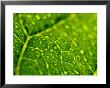 Close View Of Droplets Of Water On A Leaf, Groton, Connecticut by Todd Gipstein Limited Edition Print