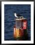 Great Black-Backed Gull On A Navigational Bouy In Gloucester Harbor by Tim Laman Limited Edition Print