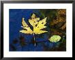 A Big Leaf Maple Leaf Floats Down The Merced River by Marc Moritsch Limited Edition Print