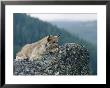A Captive Female Lynx And Her Tiny Cub Survey The Surrounding Countryside by Norbert Rosing Limited Edition Print