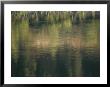 Reflection On Water Of Shrubs And Grasses by Sam Abell Limited Edition Print