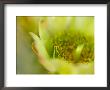 Close View Of A Teddy Bear Cholla Cactus Flower by Raul Touzon Limited Edition Print