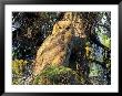 Immature Great Horned Owl In A Spruce Tree, Fairbanks, Alaska, Usa by Hugh Rose Limited Edition Print