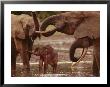 African Forest Elephants Play, Drink, And Groom Themselves In A Water Hole by Michael Fay Limited Edition Print