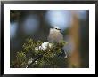 A Gray Jay, Also Known As A Canada Jay, Sits On A Pine Bough by Michael S. Quinton Limited Edition Print