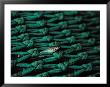 Fish In Net by Joel Sartore Limited Edition Print