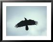 A Crow Seen In Flight From Below by Stephen St. John Limited Edition Print