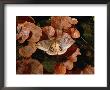An Io Moth Lands On Bracket Fungi by Darlyne A. Murawski Limited Edition Pricing Art Print