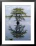 Cypress Tree Reflecting In The Water by Bates Littlehales Limited Edition Print