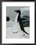 An Adelie Penguin Struts Its Stuff by George F. Mobley Limited Edition Print