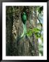 Male Resplendent Quetzal Bearing Food For Its Nestlings by Steve Winter Limited Edition Print
