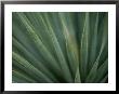 Close View Of The Leaves Of A Sotol Agave Plant by Annie Griffiths Belt Limited Edition Print