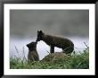 An Arctic Fox And Her Kit by Joel Sartore Limited Edition Pricing Art Print