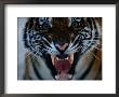 Snarling Tiger by Michael Nichols Limited Edition Print
