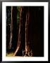 A Person Stands Before A Giant Sequoia Tree In The Park by Phil Schermeister Limited Edition Print