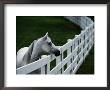 White Horse Staring Over A Wooden Fence by Raymond Gehman Limited Edition Pricing Art Print