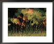 Grasses And Tassles by Chris Johns Limited Edition Print