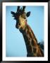 Oxpeckers Keep A Giraffe Free Of Ticks And Other Insects by Beverly Joubert Limited Edition Print