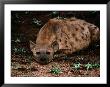 Spotted Hyena by Nicole Duplaix Limited Edition Pricing Art Print