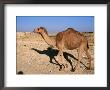 Camel, Israel by Jeff Dunn Limited Edition Print
