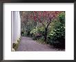 Walkway In Gardens, Magnolia Plantation And Gardens, Charleston, South Carolina, Usa by Julie Eggers Limited Edition Print