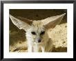 Fennec (Desert Fox) by Nico Tondini Limited Edition Print