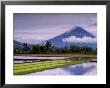 Mount Mayon Active Volcano Rising Above Rice Fields., Mt. Mayon, Albay, Philippines, Bicol by John Pennock Limited Edition Print