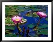 Water Lilies In Reflecting Pool At Palm Grove Gardens, Barbados by Greg Johnston Limited Edition Print