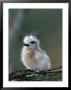 Baby White Tern On Branch, Midway Atoll National Wildlife Refuge, Hawaii, Usa by Darrell Gulin Limited Edition Print