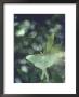 Luna Moth Clings To A Pond Side Chokecherry Tree by Alfred Eisenstaedt Limited Edition Print